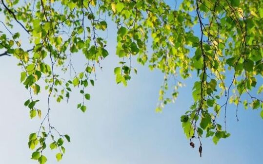 artroz tedavisi için huş ağacı yaprakları