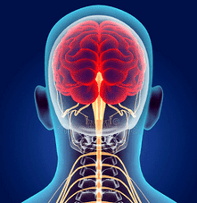 servikal omurganın sinir kanallarının çizimi